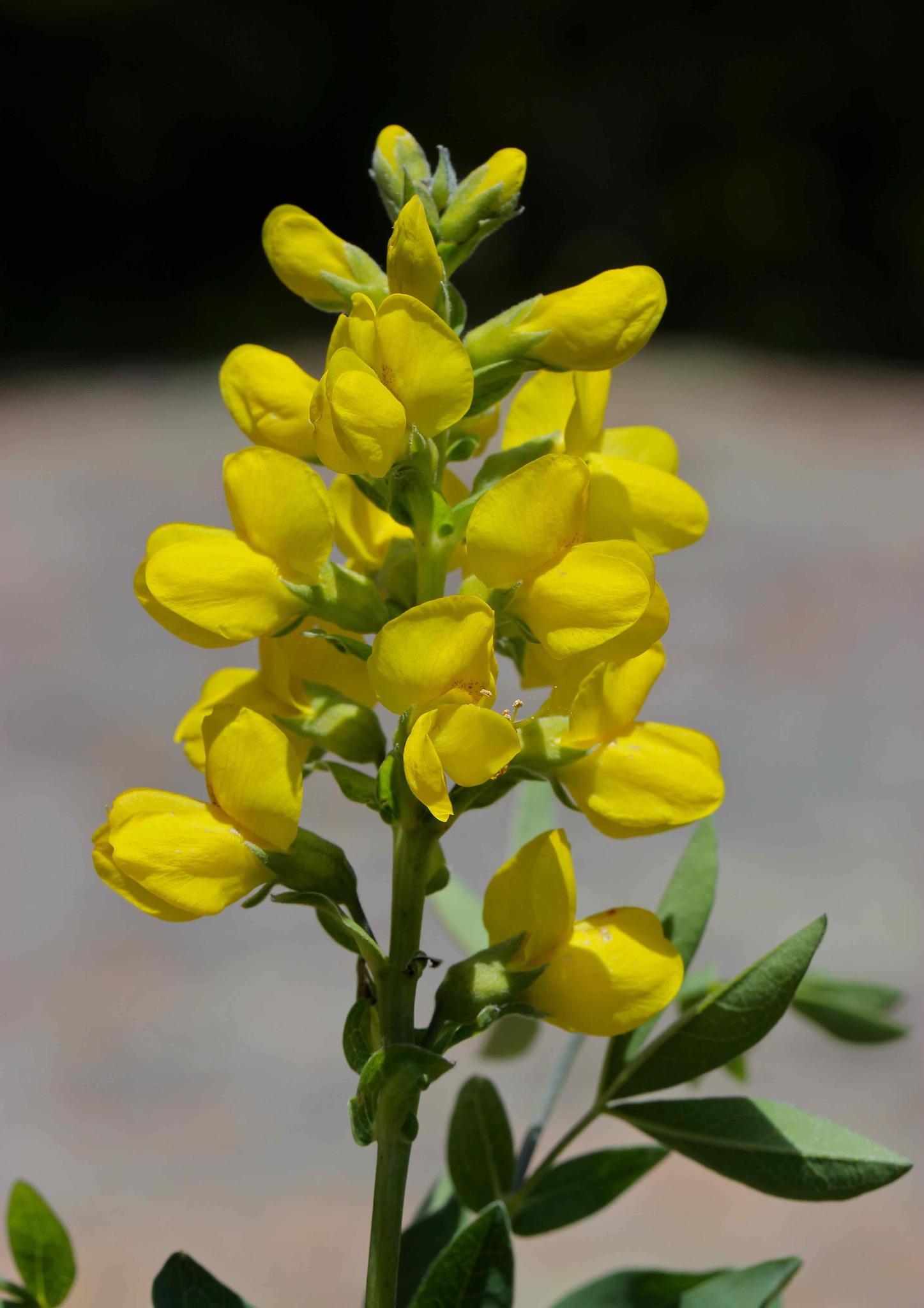 Thermopsis divaricarpa