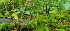Xylaria
