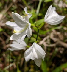 Calopogon tuberosus tuberosus