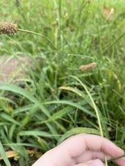 Plantago lanceolata