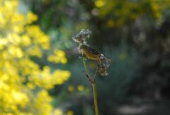 Serinus canaria canaria