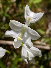 Calopogon tuberosus tuberosus