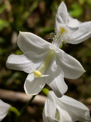 Calopogon tuberosus tuberosus