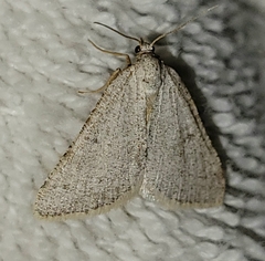 Macaria saphenata
