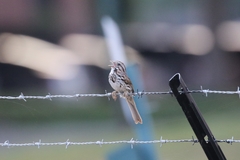 Melospiza melodia