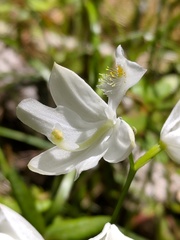 Calopogon tuberosus tuberosus