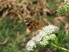 Vanessa cardui