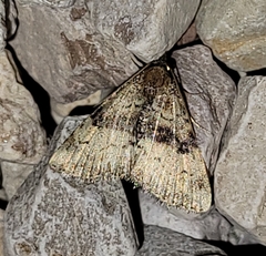 Properigea continens