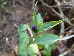 Mertensia paniculata borealis