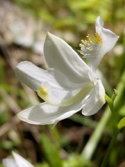 Calopogon tuberosus tuberosus