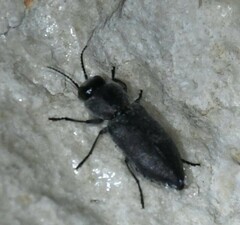 Melanophila