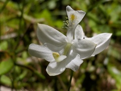 Calopogon tuberosus tuberosus