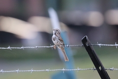 Melospiza melodia