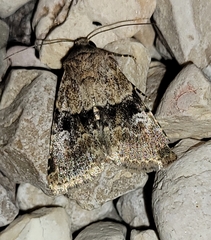 Properigea continens