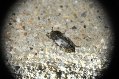 Dermestes marmoratus