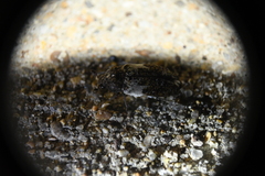 Dermestes marmoratus