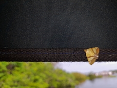 Eulepidotis julianata