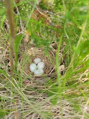 Pipilo erythrophthalmus