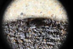 Dermestes marmoratus