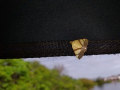 Eulepidotis julianata