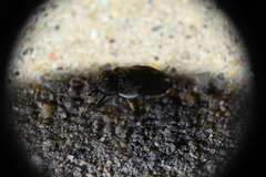 Dermestes marmoratus