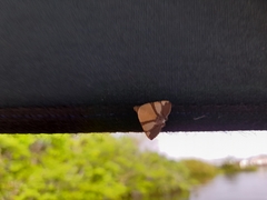 Eulepidotis julianata