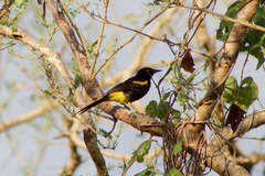 Icterus portoricensis