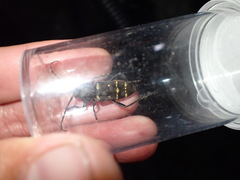 Calloides nobilis