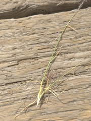 Agrostis delicatula