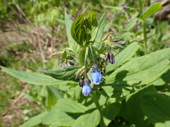 Mertensia paniculata borealis