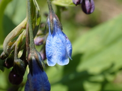 Mertensia paniculata borealis