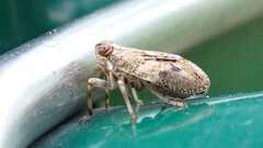 Issus coleoptratus