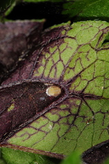 Bactericera antennata