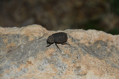 Omorgus punctatus