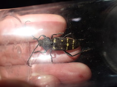 Calloides nobilis