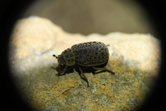 Omorgus punctatus