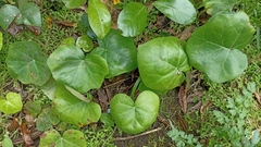 Hedera azorica