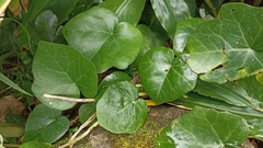Hedera azorica