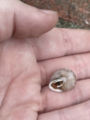 Polygyridae