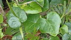 Hedera azorica