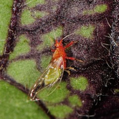 Bactericera antennata