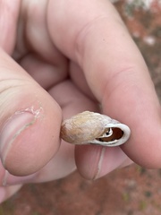 Polygyridae
