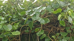 Hedera azorica