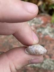 Polygyridae