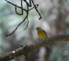 Serinus canaria canaria