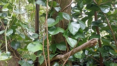 Hedera azorica