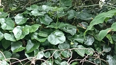 Hedera azorica