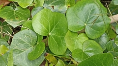Hedera azorica