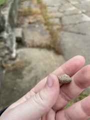 Gastropoda