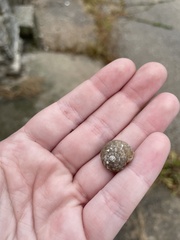 Gastropoda